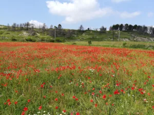 CCS à Argens-Minervois