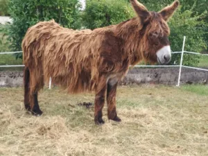 Sellenet à Chaignay