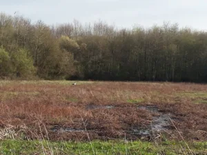 Cavalier Soyer à Rivière-Saas-et-Gourby